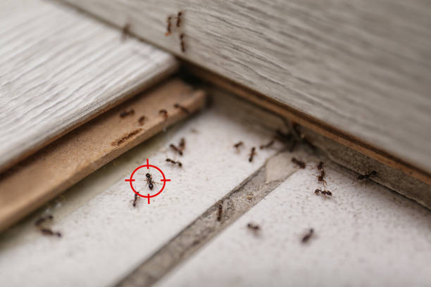 Wildlife Control Services in Apple Valley, OH