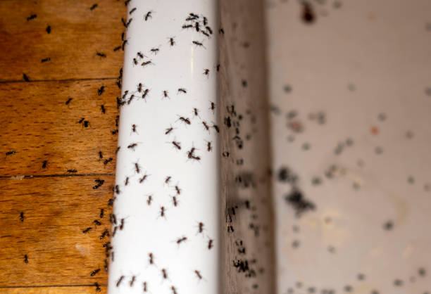 Best Local Pest Control Services  in Apple Valley, OH