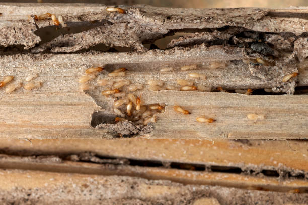 Best Wasp Removal Services  in Apple Valley, OH